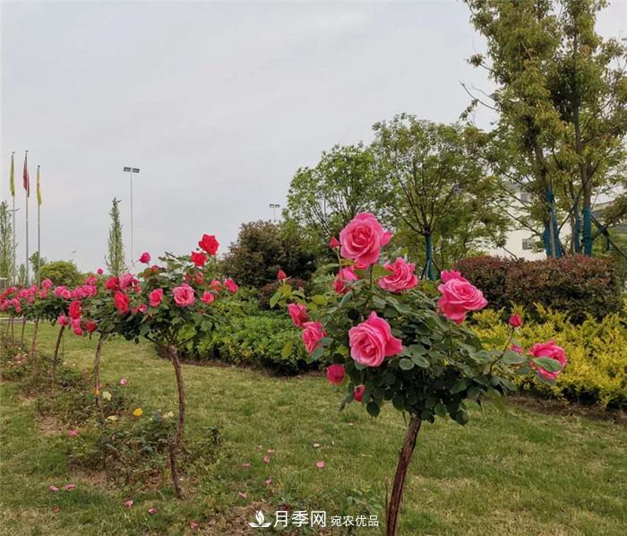 用臥龍?jiān)录净êＱb扮 把襄陽(yáng)變得更美(圖11)
