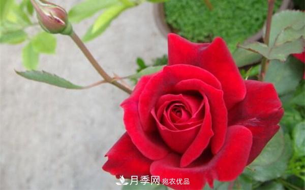 2021年最暢銷三款月季！粉扇、卡羅拉有名(圖3)