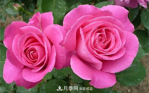 花大、濃香且適合新手栽種的3個(gè)大花月季品種推薦(圖2)