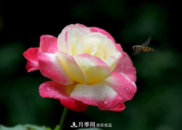 ***香月季花排行榜前十名是哪些品種？(圖1)