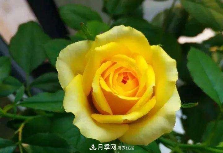 名貴月季十大品種，你養(yǎng)過哪幾種？(圖1)