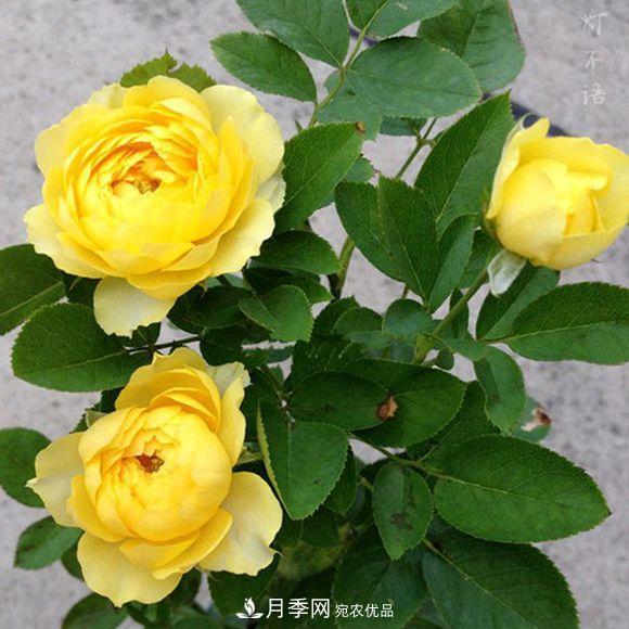 推薦6種類型的月季品種，抗病強(qiáng)花量大，用途多選擇多(圖2)
