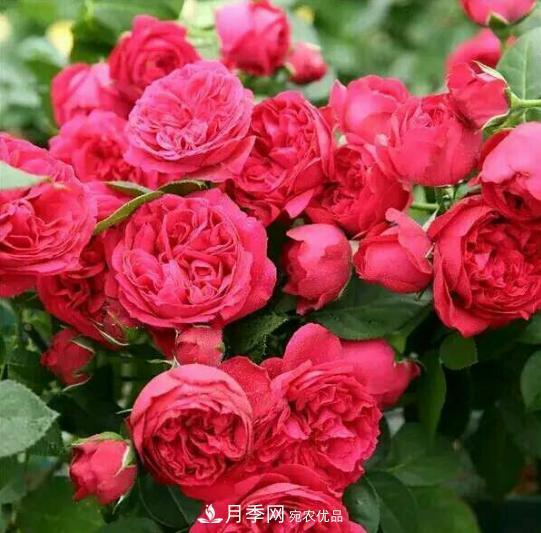 推薦6種類型的月季品種，抗病強(qiáng)花量大，用途多選擇多(圖3)