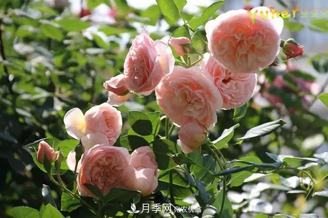 推薦6種類型的月季品種，抗病強(qiáng)花量大，用途多選擇多(圖7)