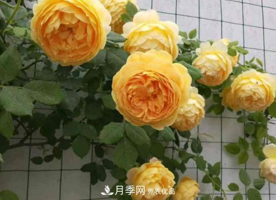 推薦6種類型的月季品種，抗病強(qiáng)花量大，用途多選擇多(圖6)
