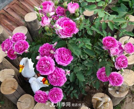 推薦6種類型的月季品種，抗病強(qiáng)花量大，用途多選擇多(圖5)