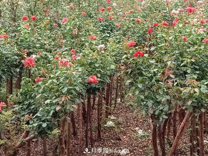 4公分樹(shù)狀月季價(jià)格，批發(fā)推薦南陽(yáng)樹(shù)狀月季基地(圖2)