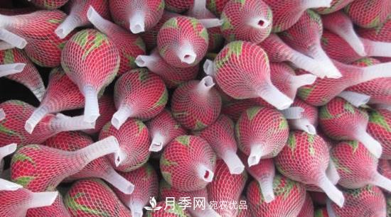 卡羅拉是玫瑰還是月季？(圖1)
