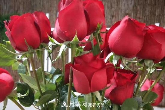 卡羅拉是玫瑰還是月季？(圖3)