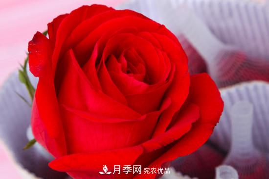 卡羅拉是玫瑰還是月季？(圖2)