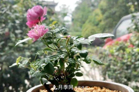 帶土球發(fā)貨的月季要怎么栽種？(圖2)