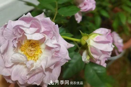 養(yǎng)護(hù)修剪月季，剪花從哪剪？(圖1)
