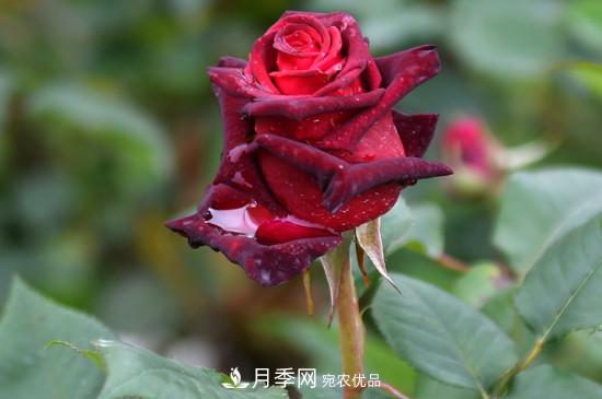 養(yǎng)護(hù)修剪月季，剪花從哪剪？(圖2)