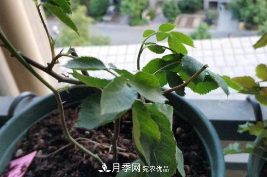 月季移栽后葉子蔫了能活嗎？(圖1)