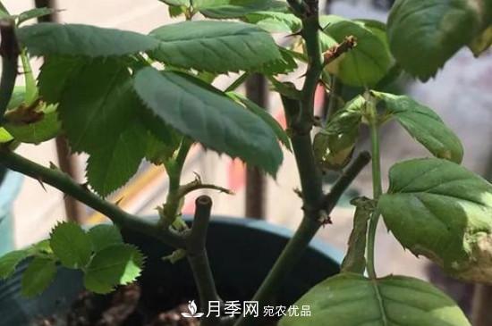月季移栽后葉子蔫了能活嗎？(圖2)