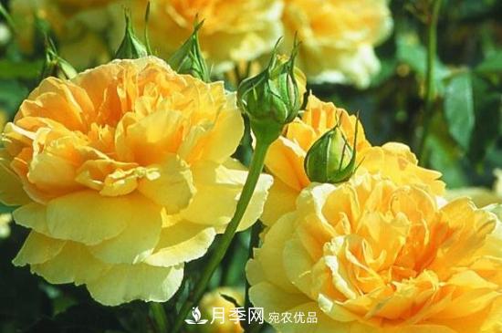 月季葉子太多要不要剪掉？修剪辦法(圖2)