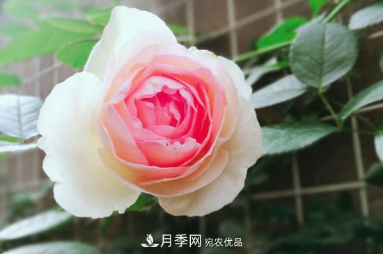 龍沙寶石月季的養(yǎng)殖方法和養(yǎng)護注意事項(圖1)