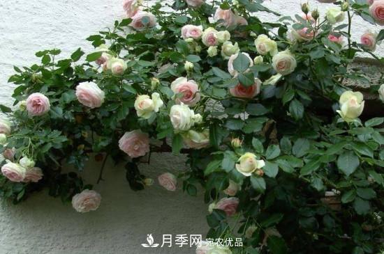 龍沙寶石月季的養(yǎng)殖方法和養(yǎng)護注意事項(圖2)