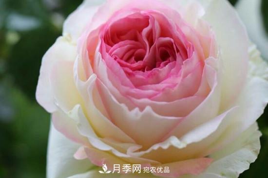 龍沙寶石月季的養(yǎng)殖方法和養(yǎng)護注意事項(圖3)