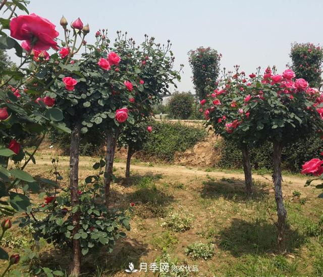 南陽樹狀月季怎樣移植易成活？(圖2)