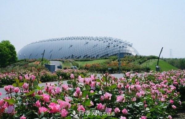 上海辰山植物園月季花海，五一迎來***佳觀賞期(圖2)