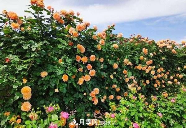 上海辰山植物園月季花海，五一迎來***佳觀賞期(圖4)