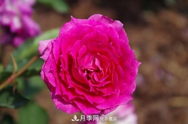 上海辰山植物園月季花海，五一迎來***佳觀賞期(圖6)