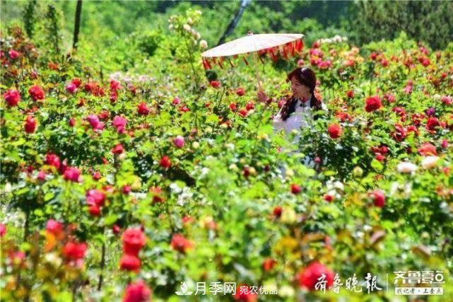 山東淄博沂源60畝月季花競(jìng)放，美麗產(chǎn)業(yè)助推特色鄉(xiāng)村旅游(圖3)