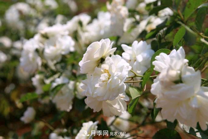 萬紫千紅！湖南益陽安化“茶鄉(xiāng)花海”月季盛開(圖3)