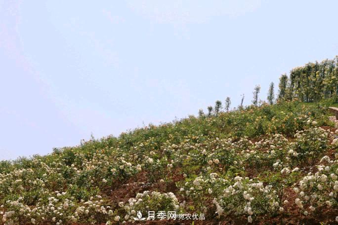 萬紫千紅！湖南益陽安化“茶鄉(xiāng)花?！痹录臼㈤_(圖4)