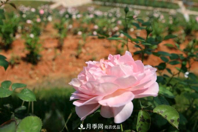 萬紫千紅！湖南益陽安化“茶鄉(xiāng)花海”月季盛開(圖2)