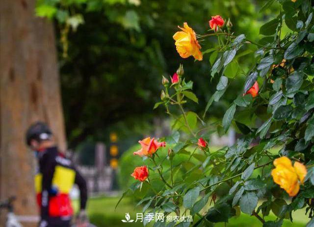 冉冉初夏，河北秦皇島十余處月季花海等你邂逅！(圖4)