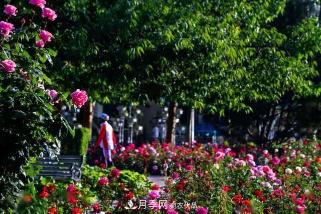 冉冉初夏，河北秦皇島十余處月季花海等你邂逅！(圖2)