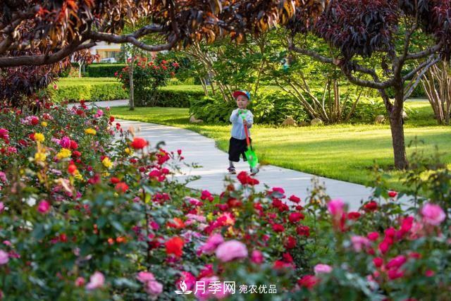 冉冉初夏，河北秦皇島十余處月季花海等你邂逅！(圖1)