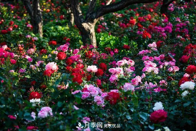 冉冉初夏，河北秦皇島十余處月季花海等你邂逅！(圖3)