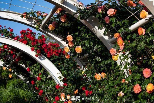 冉冉初夏，河北秦皇島十余處月季花海等你邂逅！(圖5)