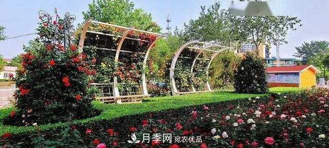 冉冉初夏，河北秦皇島十余處月季花海等你邂逅！(圖8)