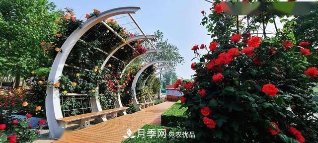 冉冉初夏，河北秦皇島十余處月季花海等你邂逅！(圖7)