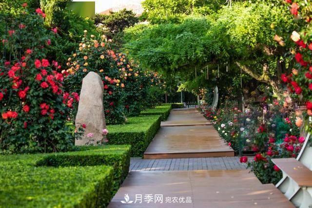 冉冉初夏，河北秦皇島十余處月季花海等你邂逅！(圖9)
