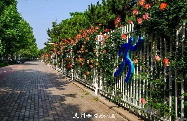 冉冉初夏，河北秦皇島十余處月季花海等你邂逅！(圖11)
