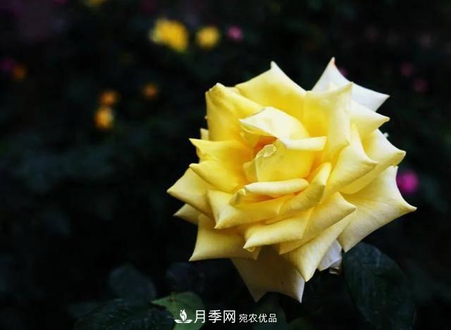 冉冉初夏，河北秦皇島十余處月季花海等你邂逅！(圖14)