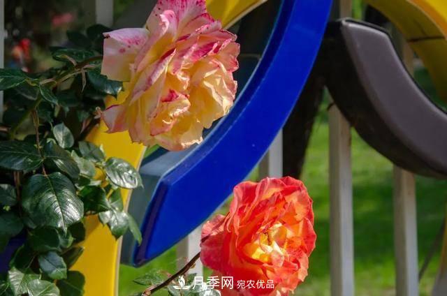 冉冉初夏，河北秦皇島十余處月季花海等你邂逅！(圖13)