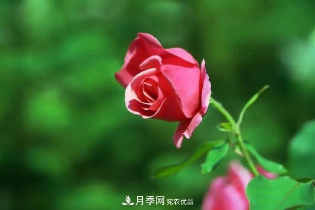 冉冉初夏，河北秦皇島十余處月季花海等你邂逅！(圖15)
