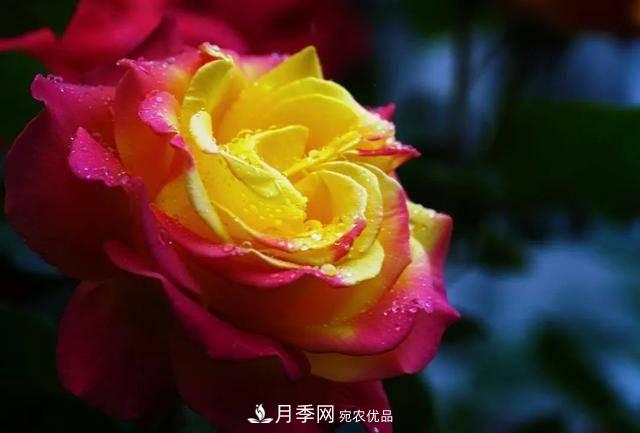 冉冉初夏，河北秦皇島十余處月季花海等你邂逅！(圖16)