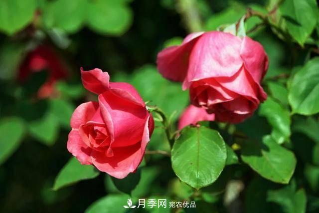 冉冉初夏，河北秦皇島十余處月季花海等你邂逅！(圖17)