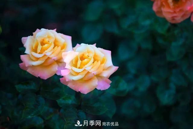 冉冉初夏，河北秦皇島十余處月季花海等你邂逅！(圖18)