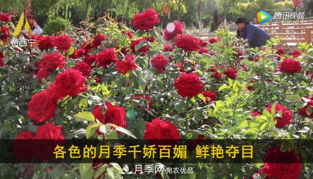 青海西寧第七屆月季展，北山美麗園20多萬株月季盛開！(圖2)