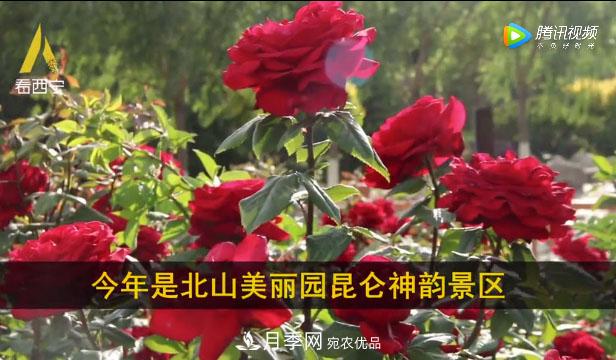 青海西寧第七屆月季展，北山美麗園20多萬株月季盛開！(圖1)