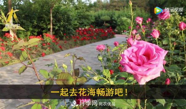 青海西寧第七屆月季展，北山美麗園20多萬株月季盛開！(圖3)