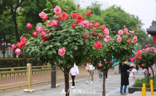 怎么養(yǎng)護好月季樹？做好這幾點，開花朵朵不倒伏(圖1)